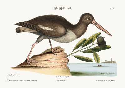 The Oyster Catcher by Mark Catesby